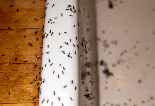 Best Local Pest Control Services  in Marine City, MI