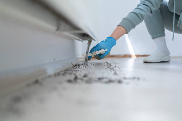 Best Ant Control Services  in Marine City, MI